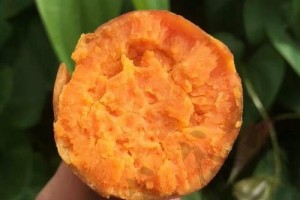肠胃不好的人能吃粗粮吗？营养师：不妨吃蒸山药，对血糖也有好处