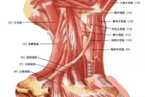 落枕了怎么办？能自愈吗？什么方式缓解疼痛最快？听听医生怎么说