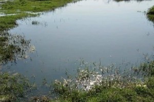 野河作钓喜获鲫鱼还有一条不认识的小鱼看着很漂亮求判定