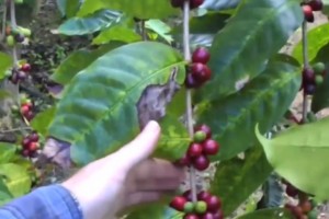 国际上有三种贵重的咖啡豆有一种一小把价格四千