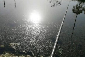 都说野生土鲫鱼长不大这样大的土鲫鱼你见过没能钓到全赖命运