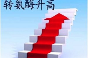转氨酶升高小心肝炎变癌症两物一起食用降酶护肝