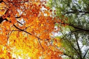 入秋后你还生吃水果不妨把无花果、梨、柚子煮着吃食疗效果好