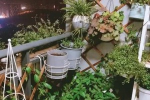 养花最怕乱浇水按照此原则能省十年养花功