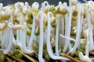 豆芽不要再花钱买了只需三天在家自己发再也不怕吃到毒豆芽