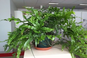 这些普通的植物品种特多选了个别致的品种让你的同事刮目相看