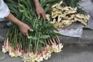 陈大姐种植生姜盆里放2个姜块36天后变盆栽美观