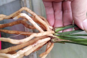 松树皮里加一物盆内冬暖夏凉兰花根系白又胖