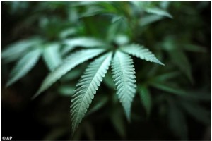 胰腺癌可用大麻治疗科学家明年有望进行临床试验