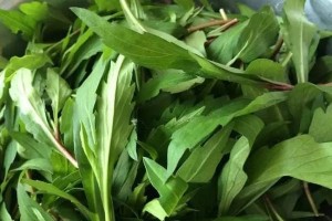 高血压别担心这种野菜消灭你的害怕！