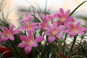这花长得像兰花却比兰花还好养关键还能爆盆