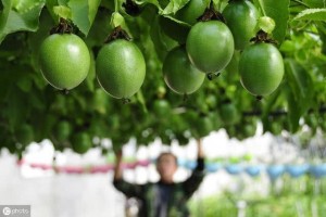 小贴士盆栽百香果的管理三要点阳台种植也不能放松