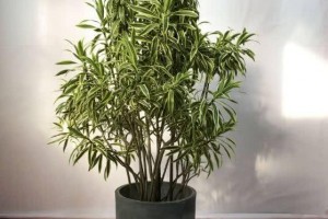 这4种吉祥花寓意富贵养了就是赚了家里人都受益