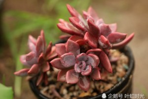 多肉秋季要变色抓住4窍门色美株正似天仙