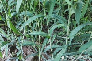 一种植物枝叶不值钱根部却极为珍贵若遇见请别破坏