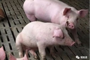 猪呼吸道病为什么难治呢找到发病原因才有好方法治疗