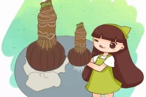 养花不生根赶紧塞团卫生纸大白根蹭蹭冒