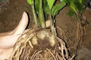 家里花生瓜子发霉人别吃可以拿来喂花肥效杠杠滴