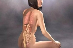 最美医学解剖图