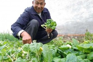 中老年人怎么吃更养生选择蔬菜水果奶制品肉类保健康