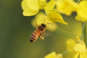 被蜂蜇后住进ICU医生提醒急救要清楚4点这样做才安全