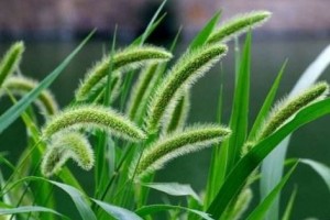 农村的狗尾巴草出名了积液不见了腿疼痊愈了