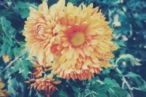 共同守护人生最后一程——缓和医疗分会与八宝山殡仪馆的交流