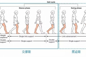 杨志鑫你想要走路越走越细吗?这4个关键点你得记下来了
