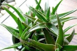 卧室里最适合放的几盆花草