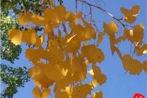 天气干燥对付咳嗽这些食疗方用起来