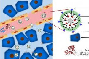 邵逸夫医院放射科胡红杰主任医师和化学工程与生物工程学院唐建斌教授团队合作构建基于双官能团树状大分子的缺氧靶向磁共振成像新对比剂