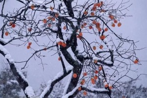 秋冬时节缀满枝柿里柿外知多少