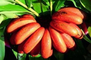 冬天了常吃四种食物排出毒素改进便秘早吃早获益