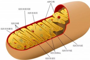 初次发现不含DNA的线粒体这种生物的进化走在了一切生命的前面