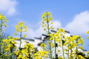 不必梳子梳头能摄生十指梳头功了解一下