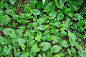 得了痔疮无妨及时用食疗来调度医治