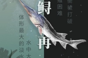 科学家捕捉得太厉害了最终一次见到活体白鲟是2003年但跟丢了