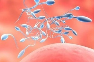 精子变形就会导致胎儿变形吗莫慌听听医师怎么说