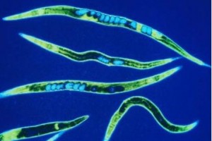 重大突破中美科学家联手破解变老暗码人类平均寿命有望提高500%