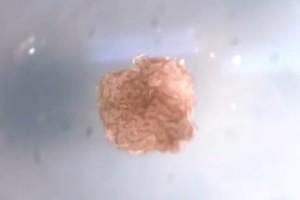 首个活体机器人来了用青蛙细胞制作撕成两半还能自我愈合