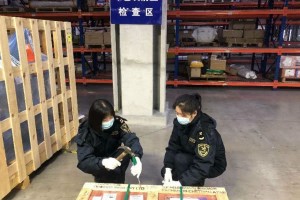 上海海关立异木质包装监管形式初次截获检疫性有害生物异胫长小蠹