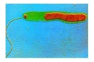 这座被疫情围困的城市是怎么被流行症学家解救的