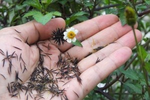野地一种鬼针草农人都厌烦它却不知它是草药的珍宝