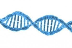 GenomeMed女人的怀孕时间或会改动胎儿机体的DNA