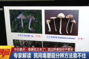 湖南一家六口喝这种家常汤被毒倒已致数人发病清明祭祖别吃