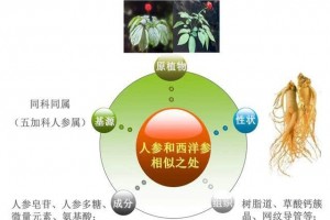 人参or西洋参怎么正确的挑选