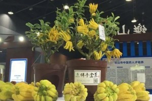 佛手经济潜力无限怎么让产业化信手拈来