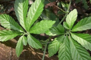 绞股蓝的7大有用成效三高人群的福音你运用对了吗