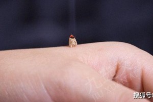 艾神医——艾灸技巧暗火施灸感触艾灸真实浸透力