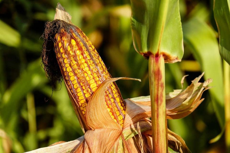 草莓玉米是转基因食物吗认清草莓玉米的营养价值